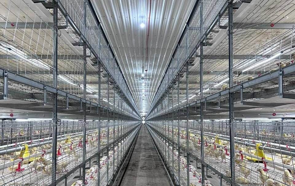 Six-house multi-tier broiler complex, Pangasinan